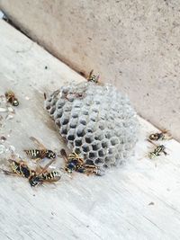 High angle view of bee on leaf