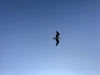 Low angle view of bird flying in sky