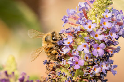 Close-up of bee pollinating flower