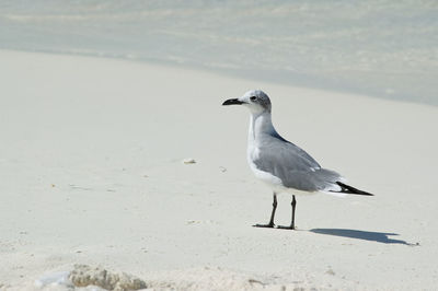 Seagull on beach