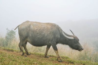 Horse standing on field