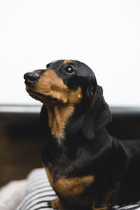 Close-up of a dog looking away