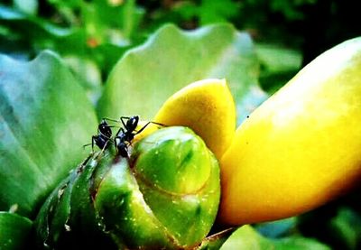 Close up of yellow flower