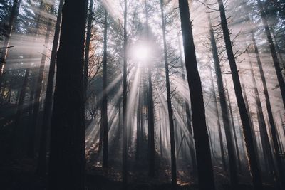 Sunlight streaming through trees in forest