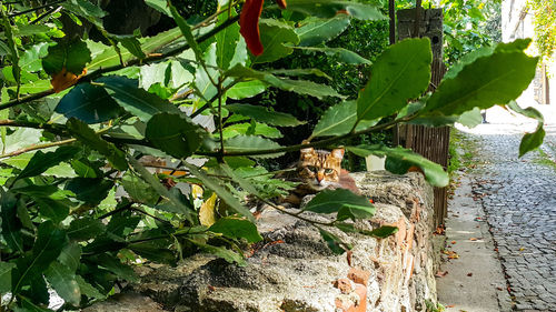 Plants growing on tree