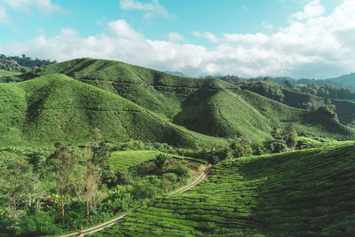 Scenic view of vineyard against sky