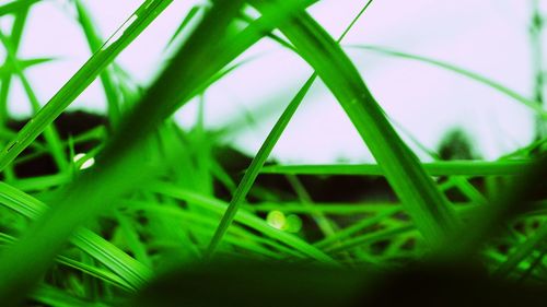 Close-up of grass growing in field