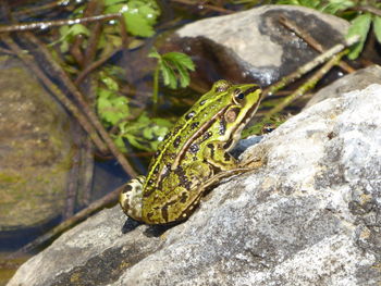 Close-up of frog on rock