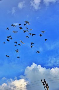 Low angle view of birds flying against blue sky