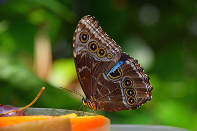 Close-up of butterfly perching on fruit