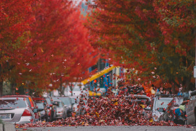 Trees in park during autumn