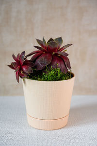 Close-up of potted plant on table