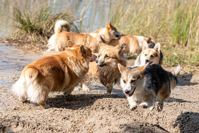 Several welsh corgi dogs play on the sandy beach by the lake on a sunny day