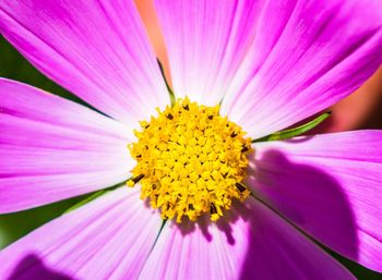 Close-up of pink cosmos flower