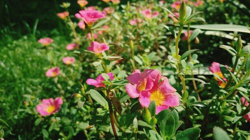 Close-up of pink flowers blooming in garden