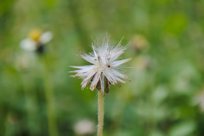 Close-up of white dandelion flower