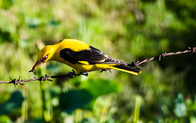 Close-up of bird perching on fence
