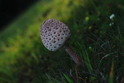 Close-up of mushroom growing on field