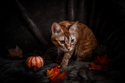 Close-up of a cat