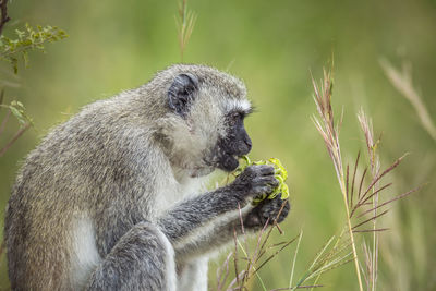 Monkey eating plant