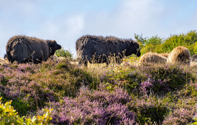 Sheep grazing in a heather field on the island sylt