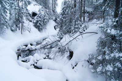 Snow covered trees