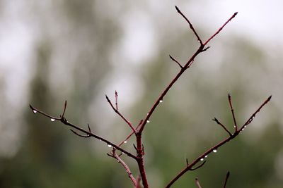 Close-up of twigs