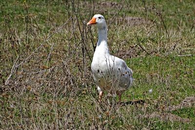 View of bird on field