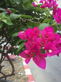 Close-up of pink bougainvillea blooming outdoors