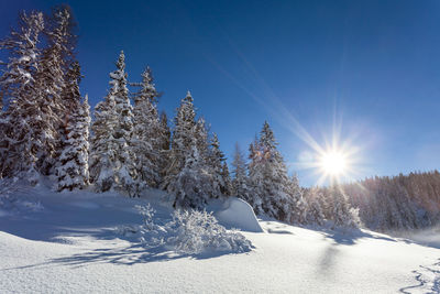 Snow covered trees against blue sky