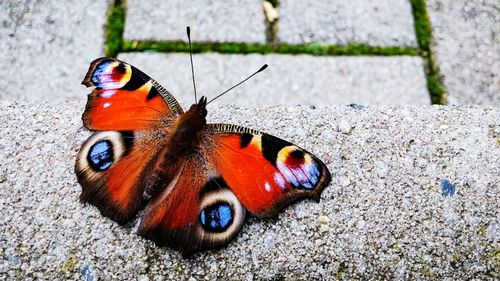 Close-up of butterfly on leaf