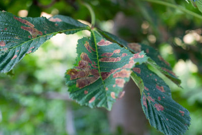 A green healthy leaf showing brown areas where it has been scorched by warm weather