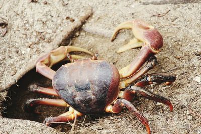 High angle view of crab on beach