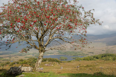 Tree on landscape against clear sky