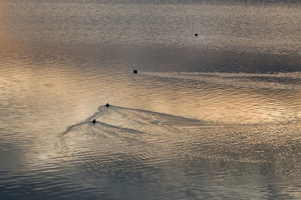 water, bird, animals in the wild, animal themes, waterfront, wildlife, rippled, reflection, nature, flying, sea, tranquility, lake, sunset, beauty in nature, tranquil scene, scenics, outdoors, swimming