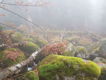 Close-up of green plants on rock against sky