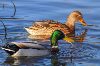 Duck swimming in lake