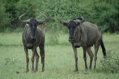 Zebras standing in a field