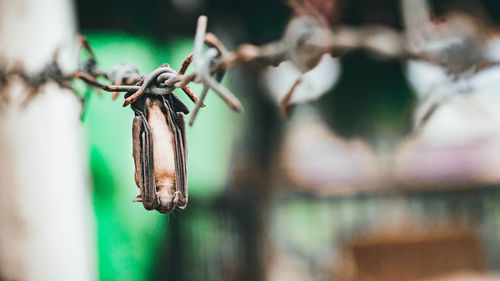 Close-up of barbed wire on plant