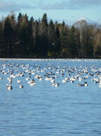 Flock of birds in lake