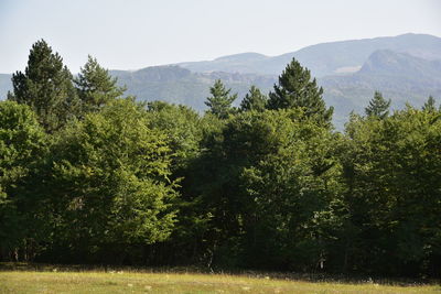 Scenic view of trees and mountains against sky