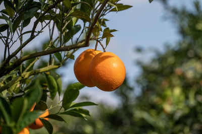 Low angle view of lemon on tree