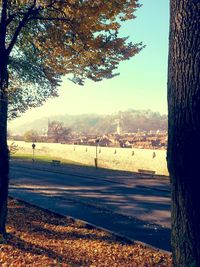 Trees on landscape