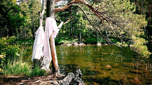 Scenic view of trees by river