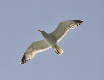 Low angle view of seagull flying against clear sky