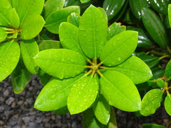 Close-up of wet plant leaves