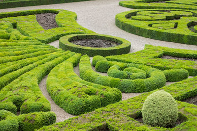 High angle view of hedges in formal garden