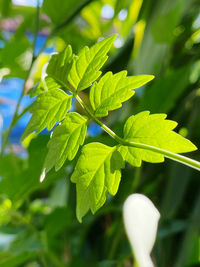 Close-up of green leaves