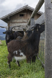 Curious goats