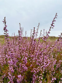Close-up of plants growing on field